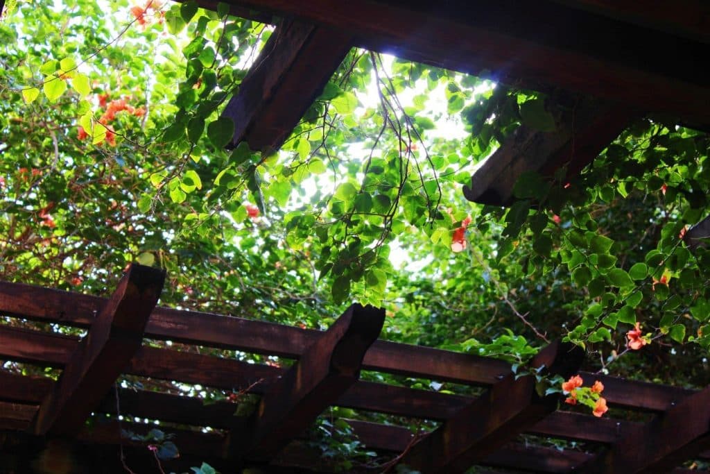 Read more about the article Interesting Ways for Decorating a Pergola