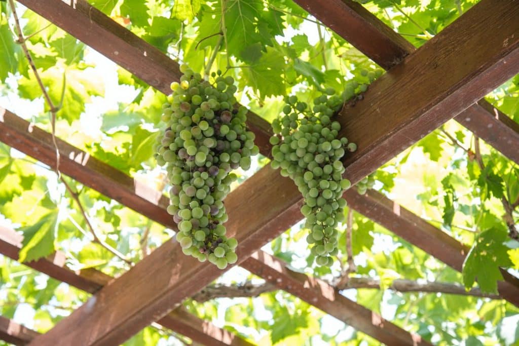 Read more about the article 5 Interesting and Innovative Pergola Ideas